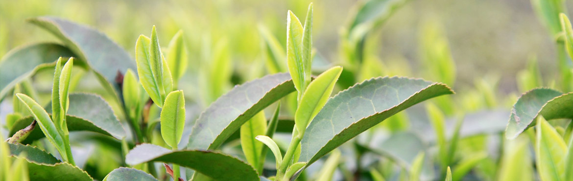 特級蘭嶺王綠茶 特級蘭嶺王綠茶