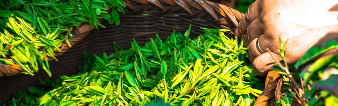 蘭嶺一級綠茶 蘭嶺一級綠茶