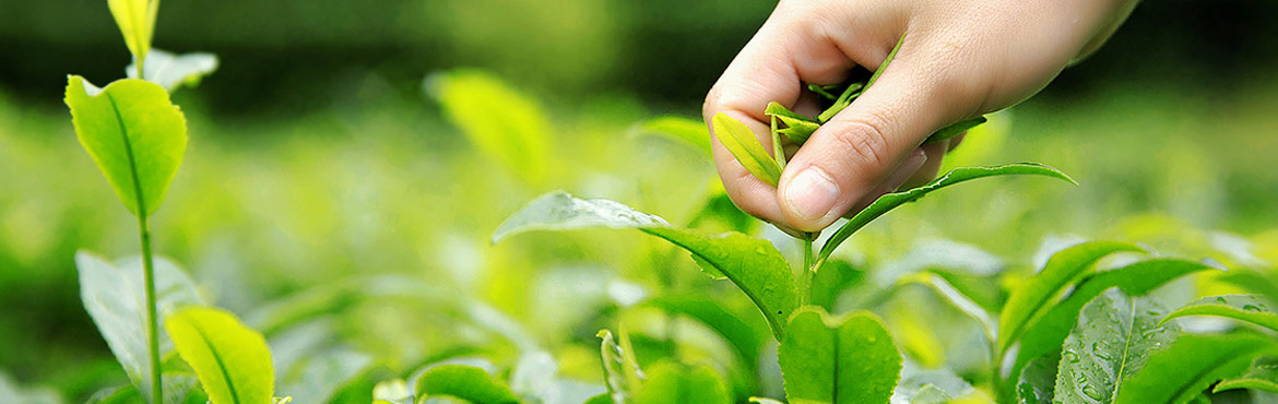 蘭嶺二級綠茶 蘭嶺二級綠茶